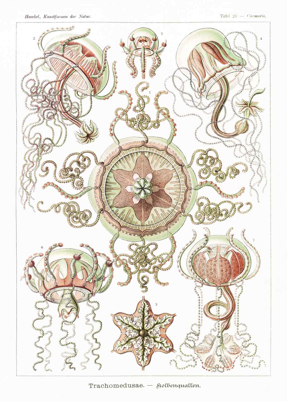 Vintage Jellyfish Art Print | Haeckel Trachymedusae Wall Art
