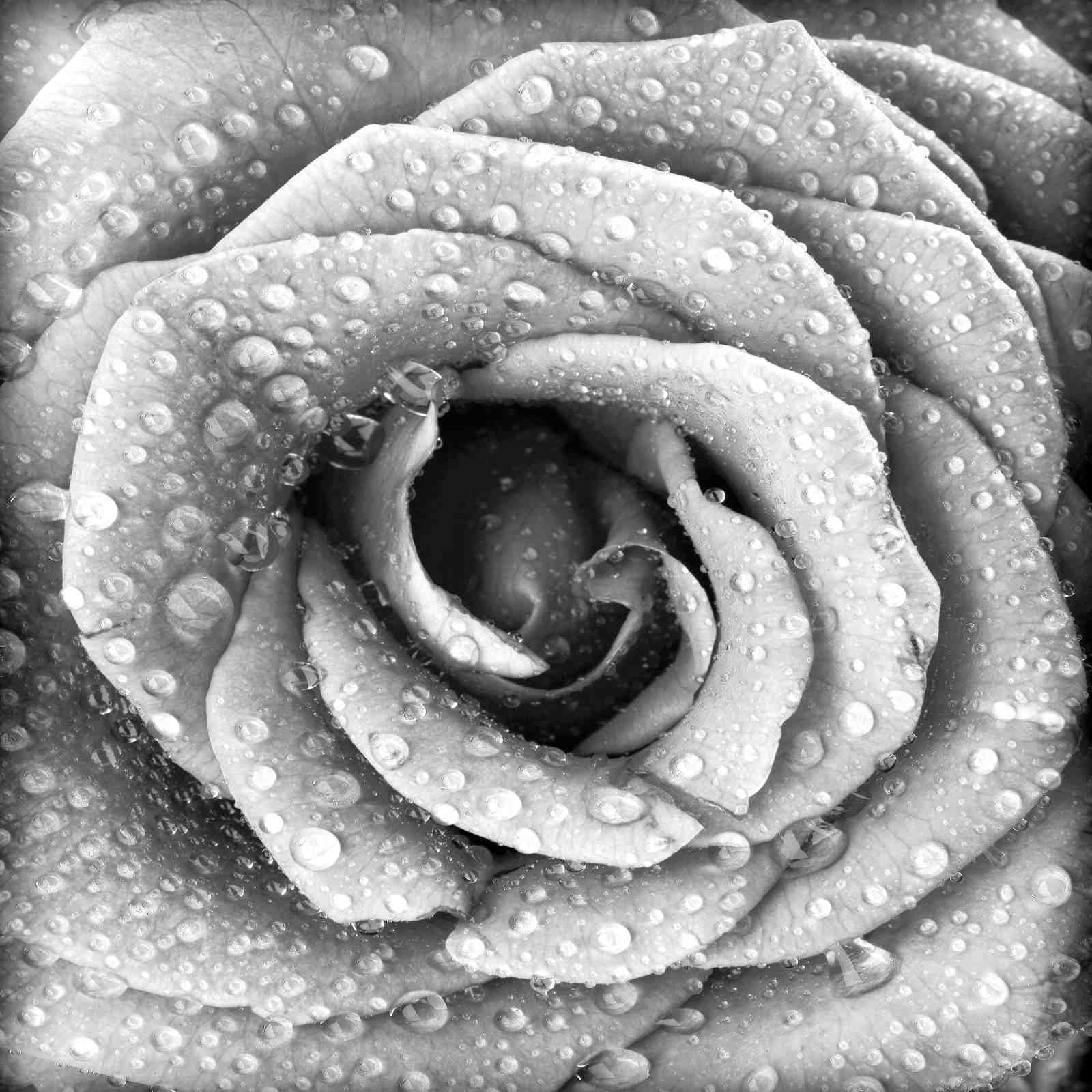 Monochrome Rose Dewdrops Wall Art