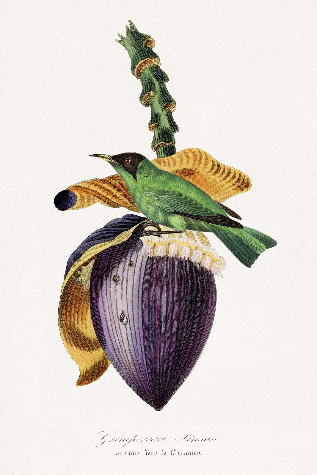 Emerald Bird & Banana Flower Vintage Botanical Wall Art