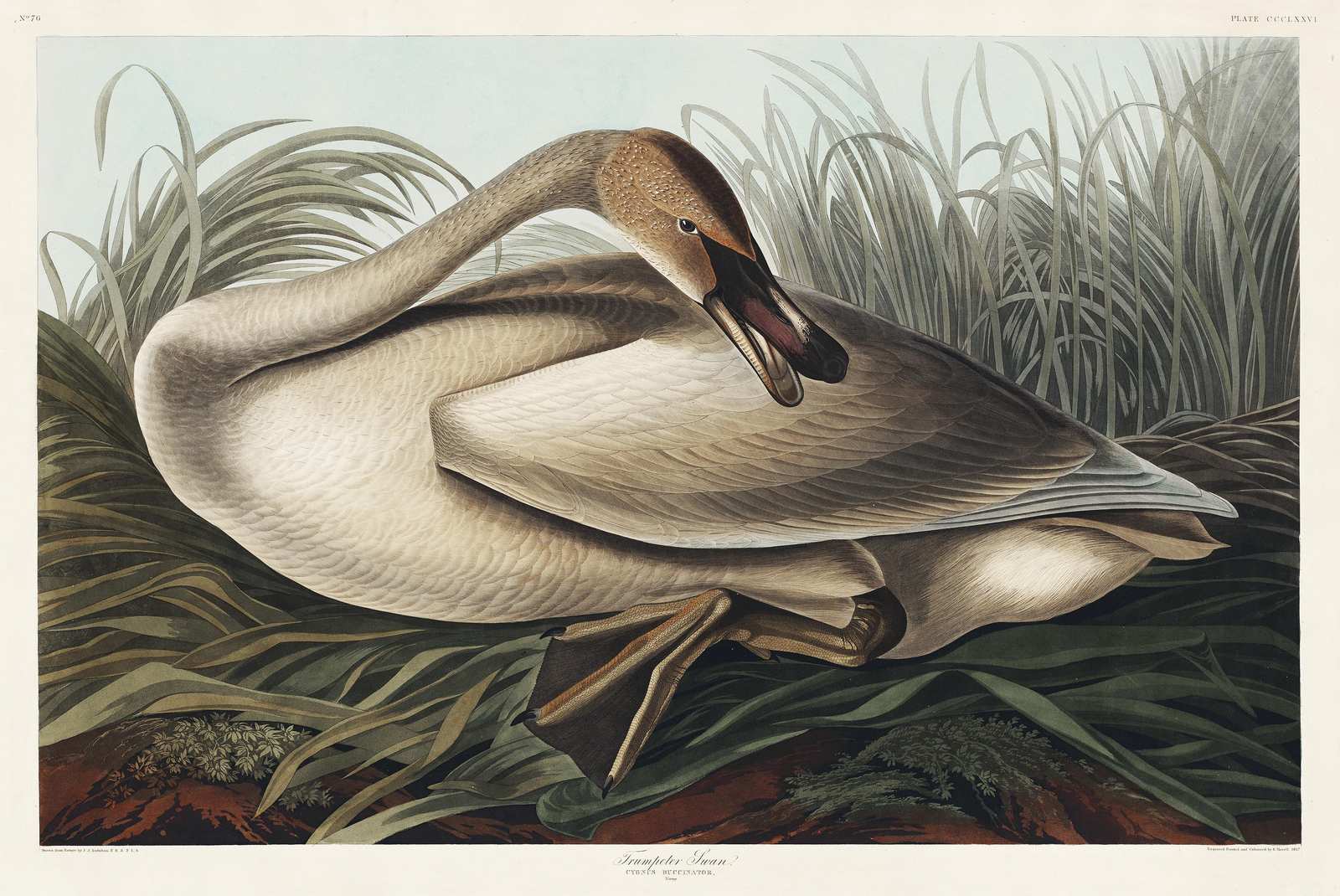 Trumpeter Swan Art Print - Audubon Bird Wall Art