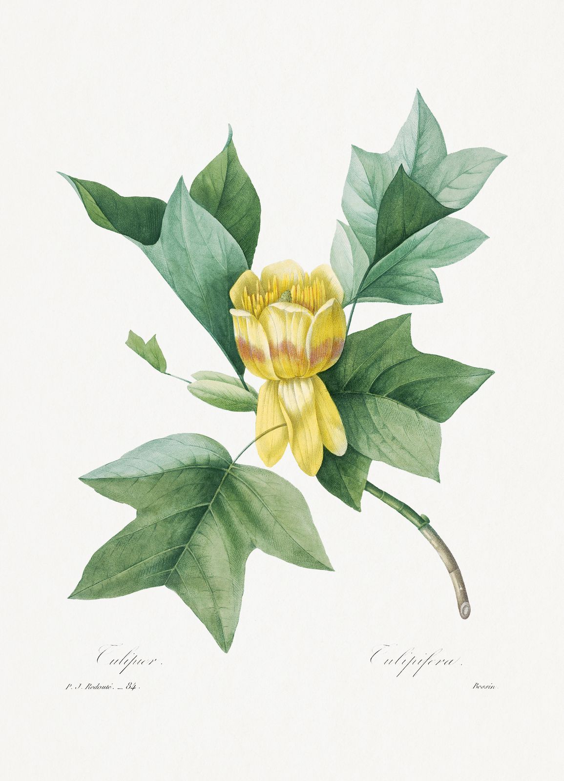 Vintage Tulip Poplar Botanical Art Wall Art