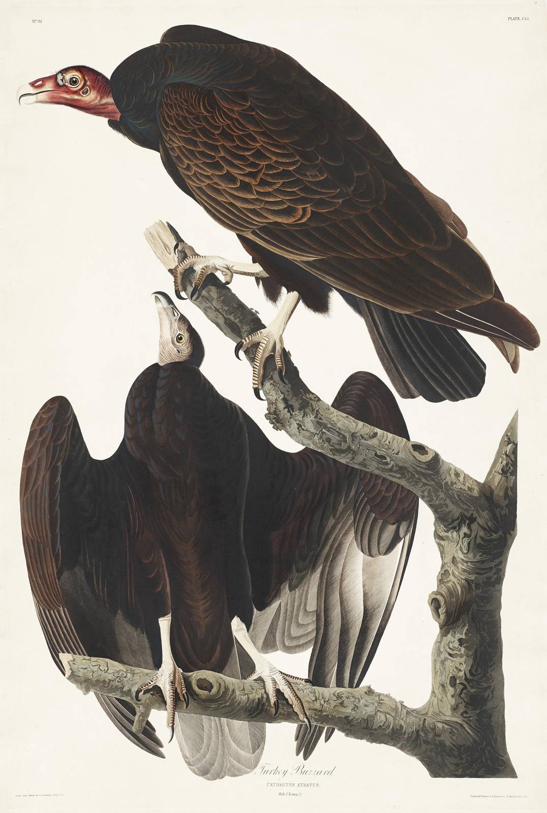 Vintage Turkey Buzzard Audubon Wall Art
