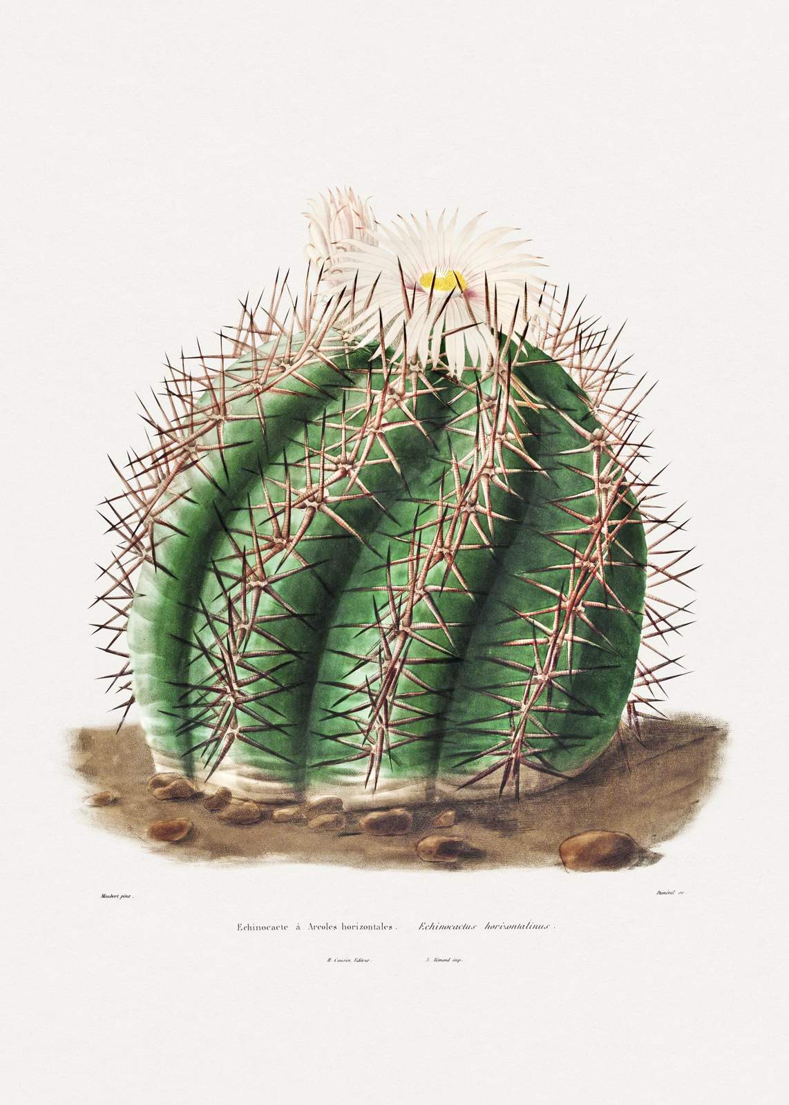 Vintage Cactus Botanical Art Wall Art