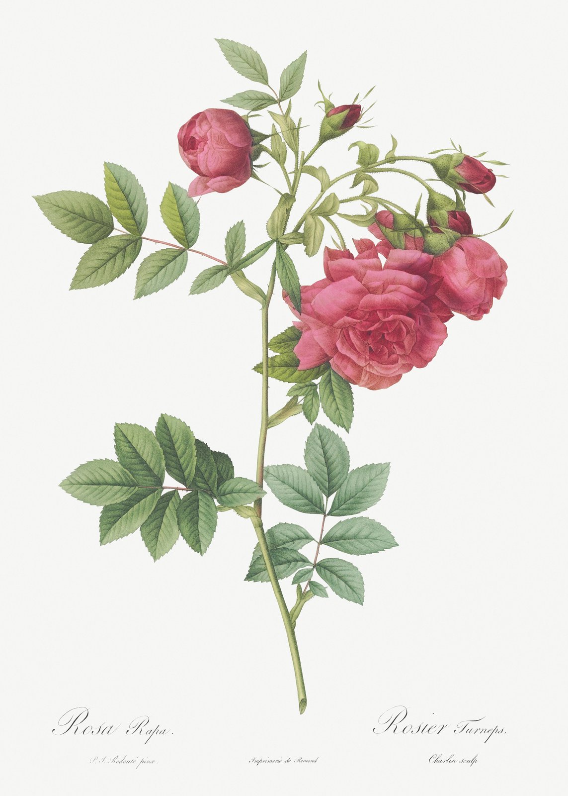 Vintage Pink Roses Botanical Wall Art Wall Art
