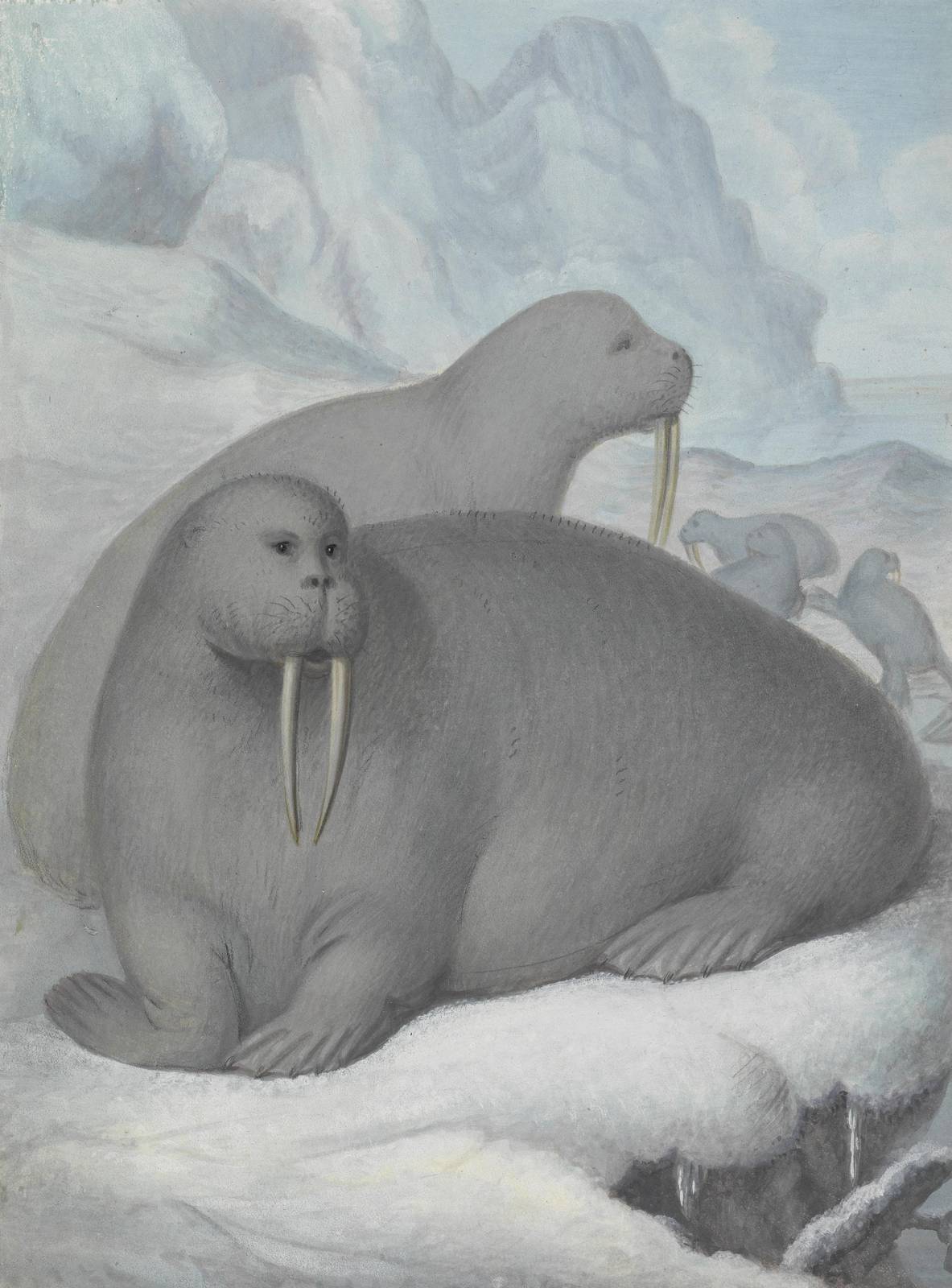 Majestic Walrus Family Arctic Ice Wall Art