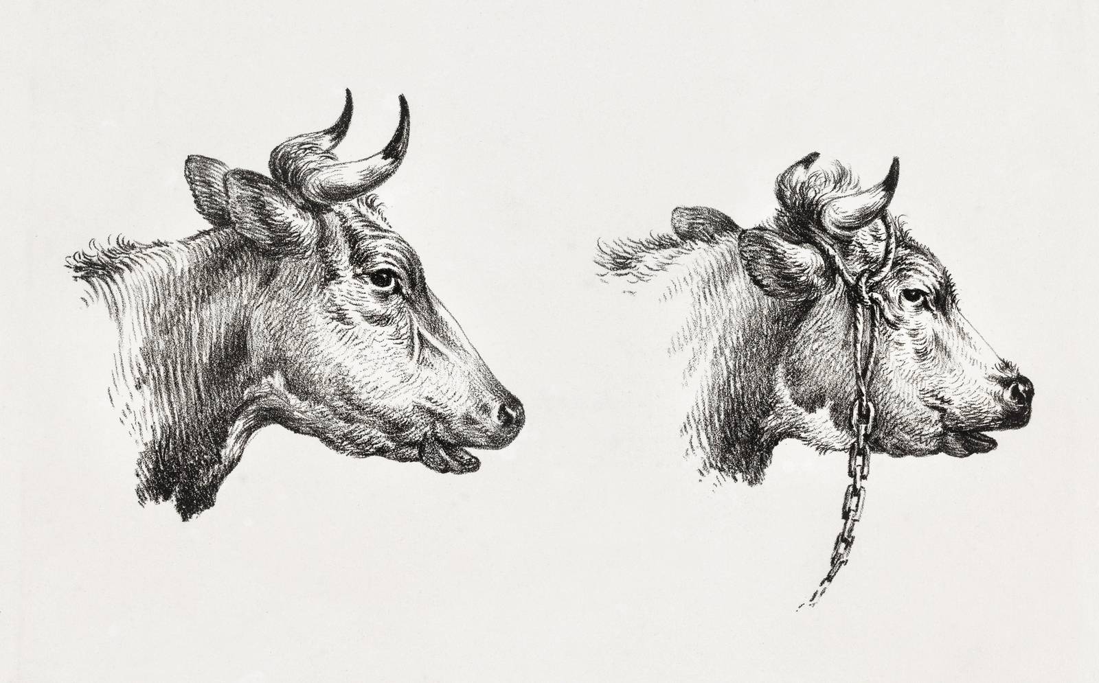 Vintage Cattle Portrait Wall Art