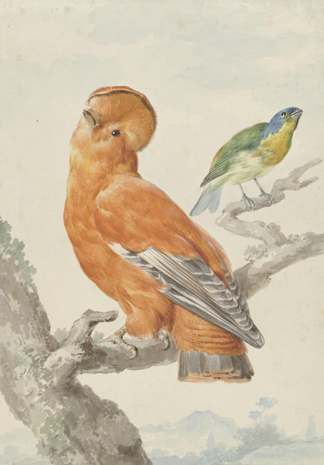 Exotic Bird Art: Orange & Green Avian Wall Art
