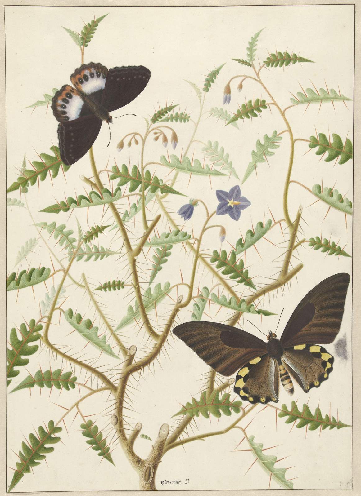 Exotic Butterflies on Thorny Plant Wall Art