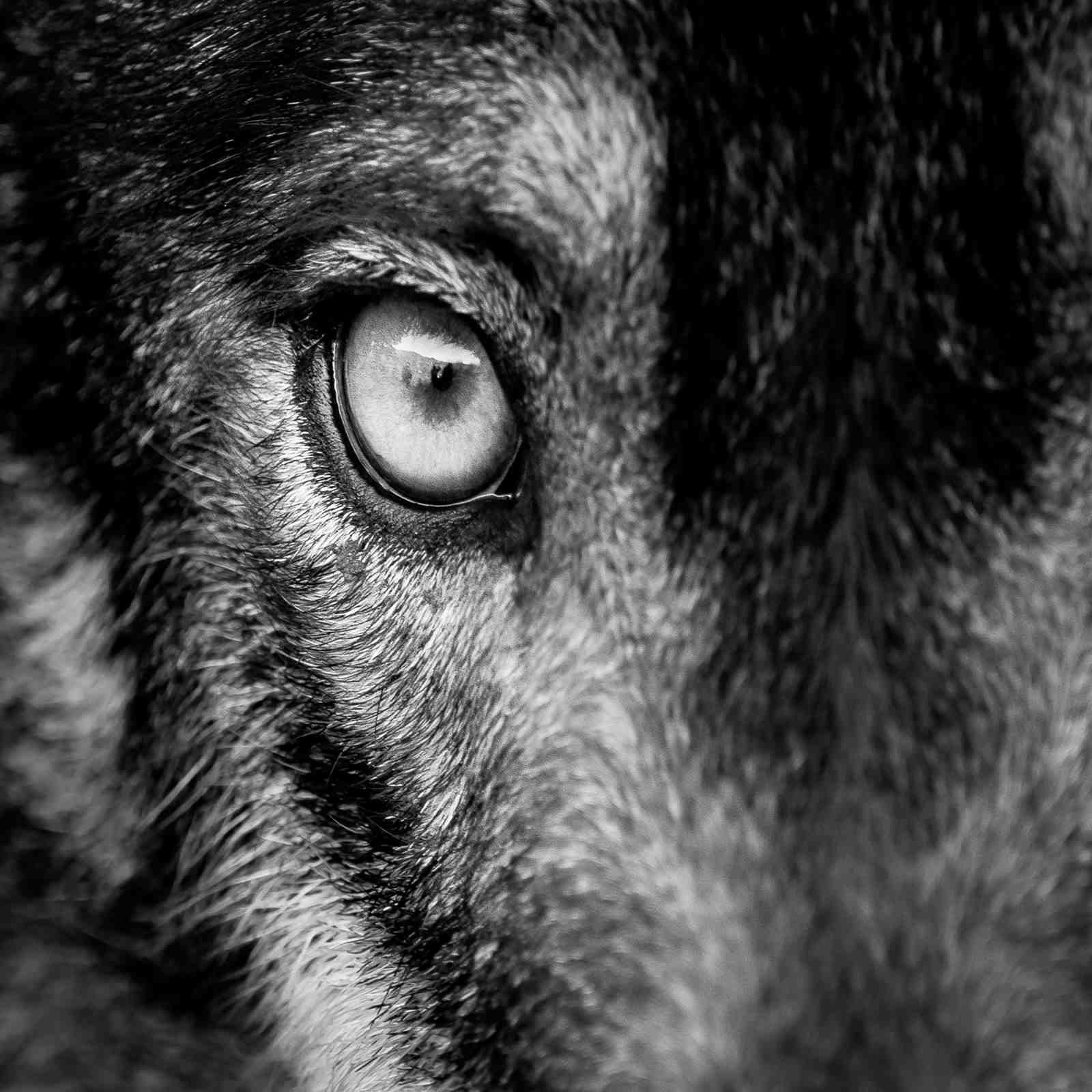 Intense Wolf Eye Close-Up Black and White Wall Art
