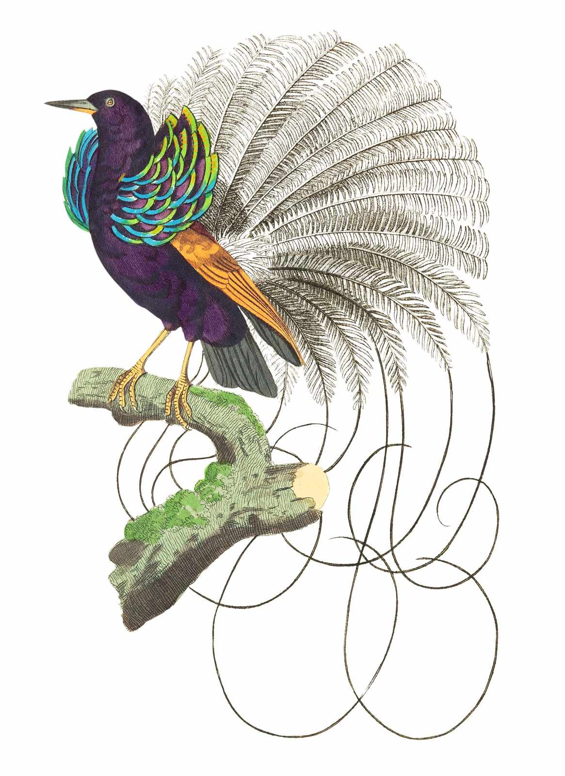 Exotic Bird of Paradise Wall Art Wall Art