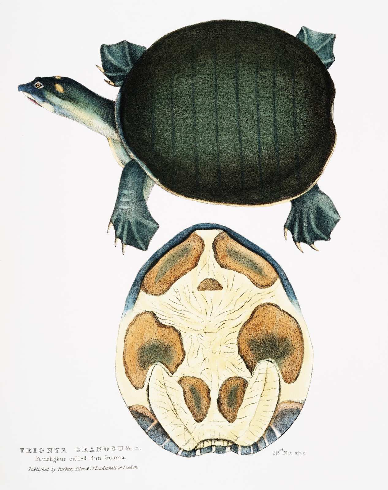 Vintage Turtle Anatomy Botanical Wall Art