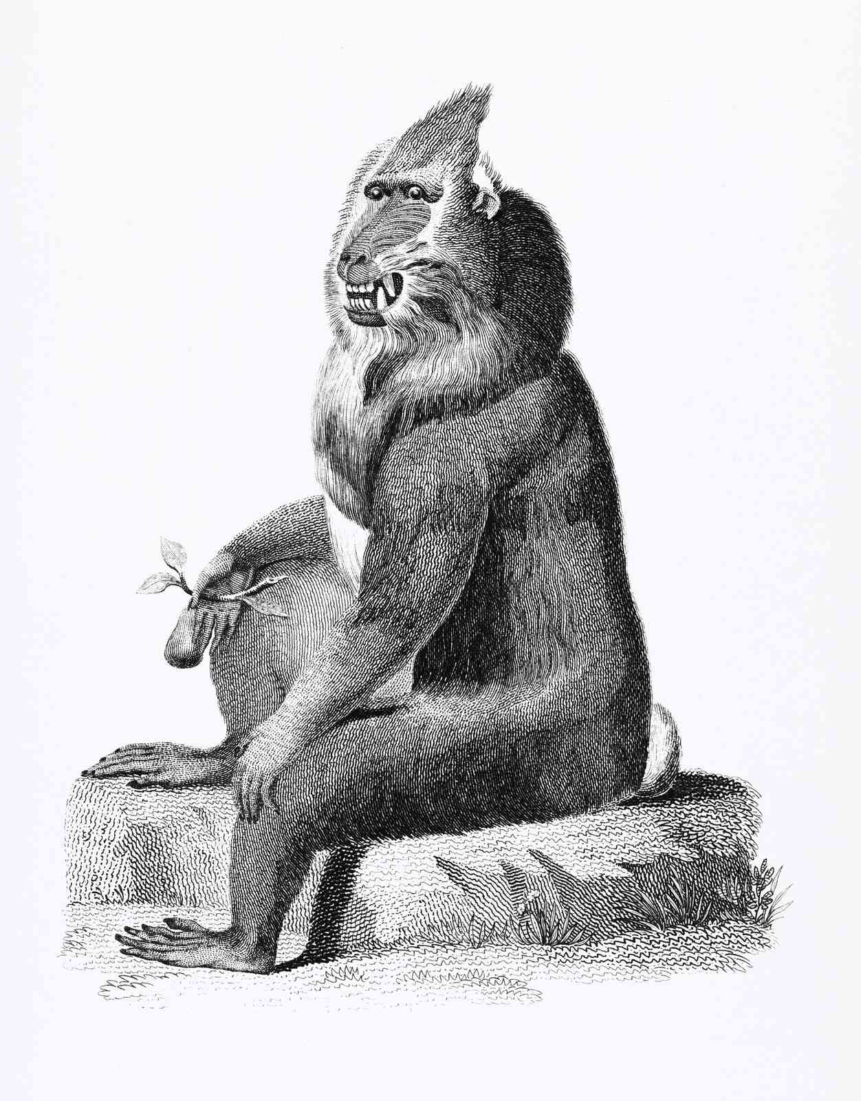 Vintage Mandrill Primate Portrait Wall Art