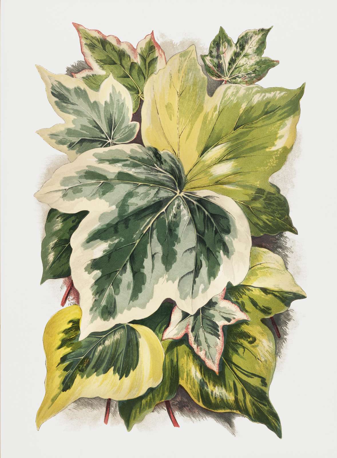 Vintage Botanical Ivy Leaves Wall Art