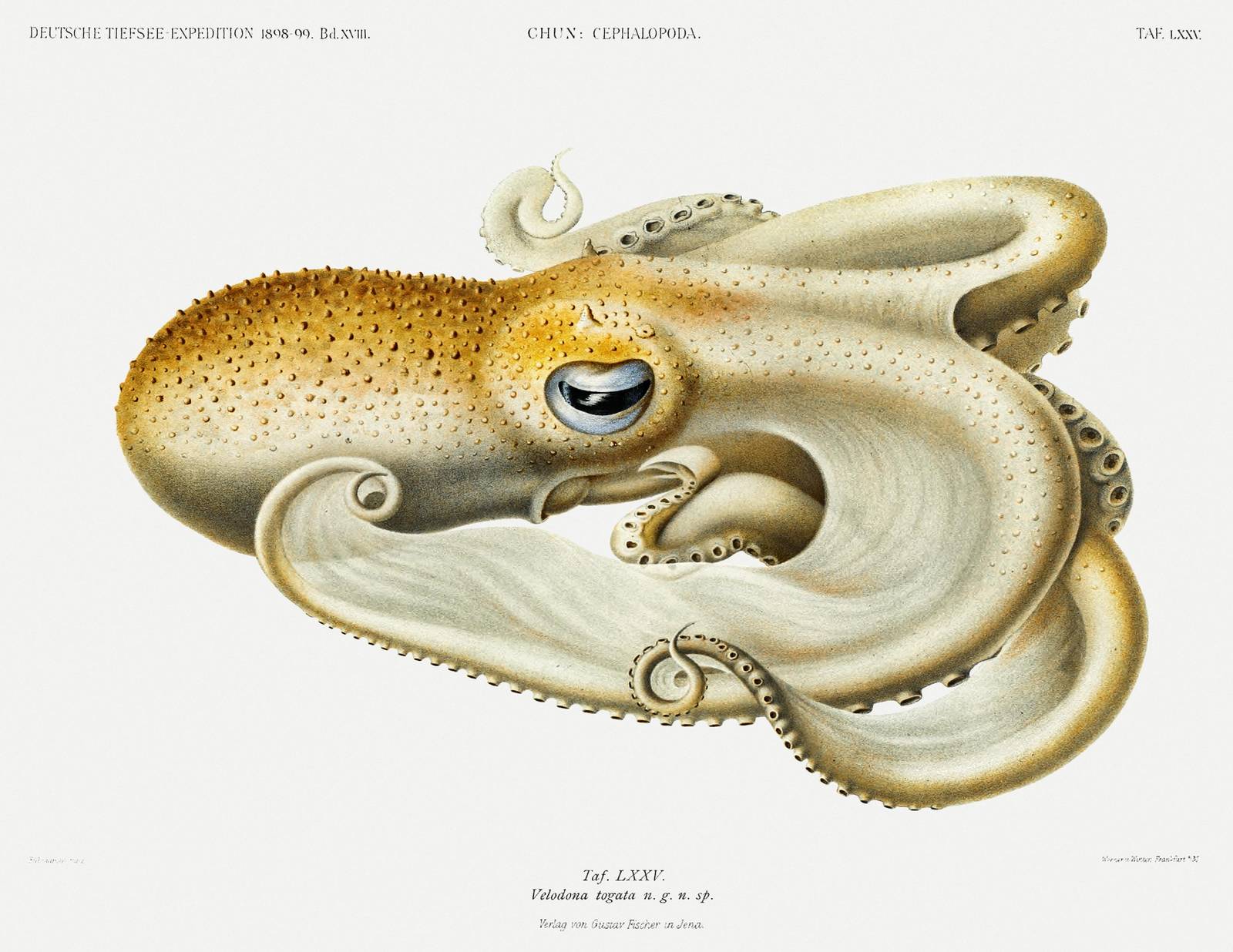 Vintage Octopus Ocean Life Wall Art Wall Art