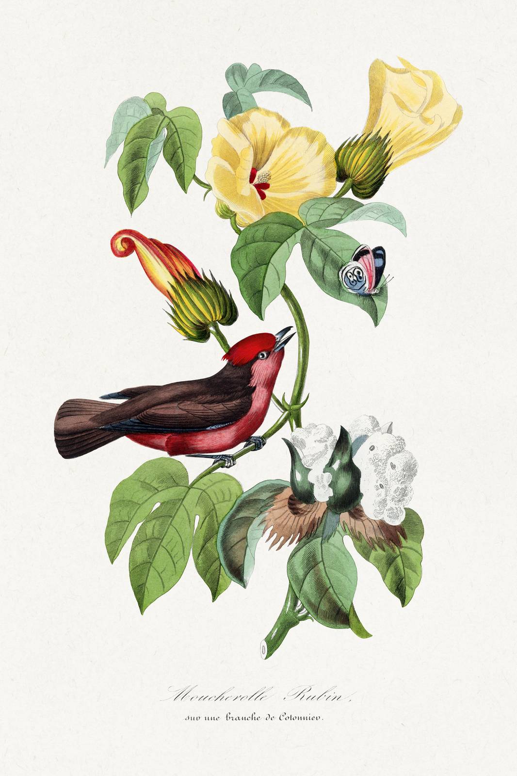 Crimson Finch & Yellow Hibiscus Botanical Wall Art