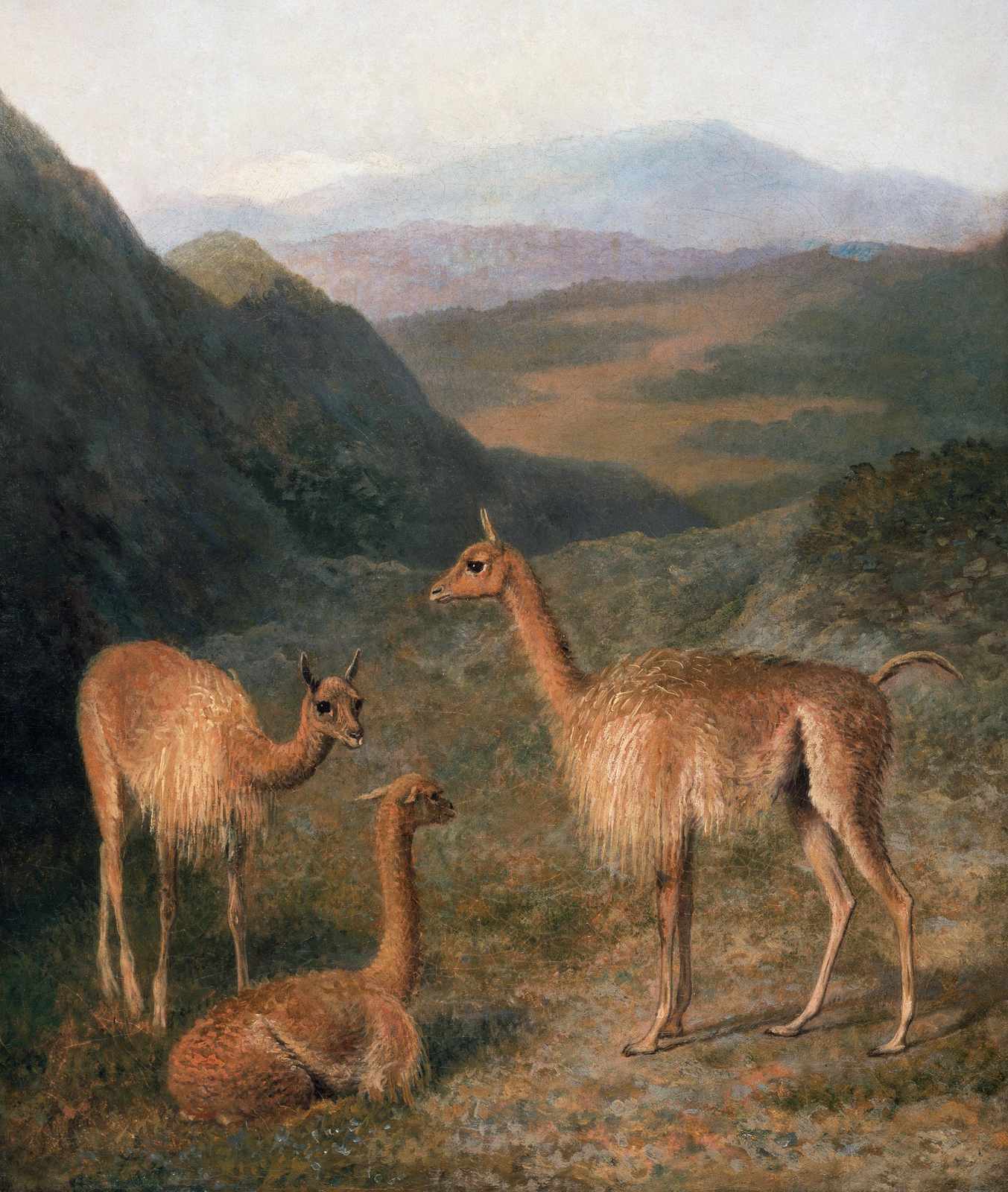 Majestic Guanacos Landscape Wall Art