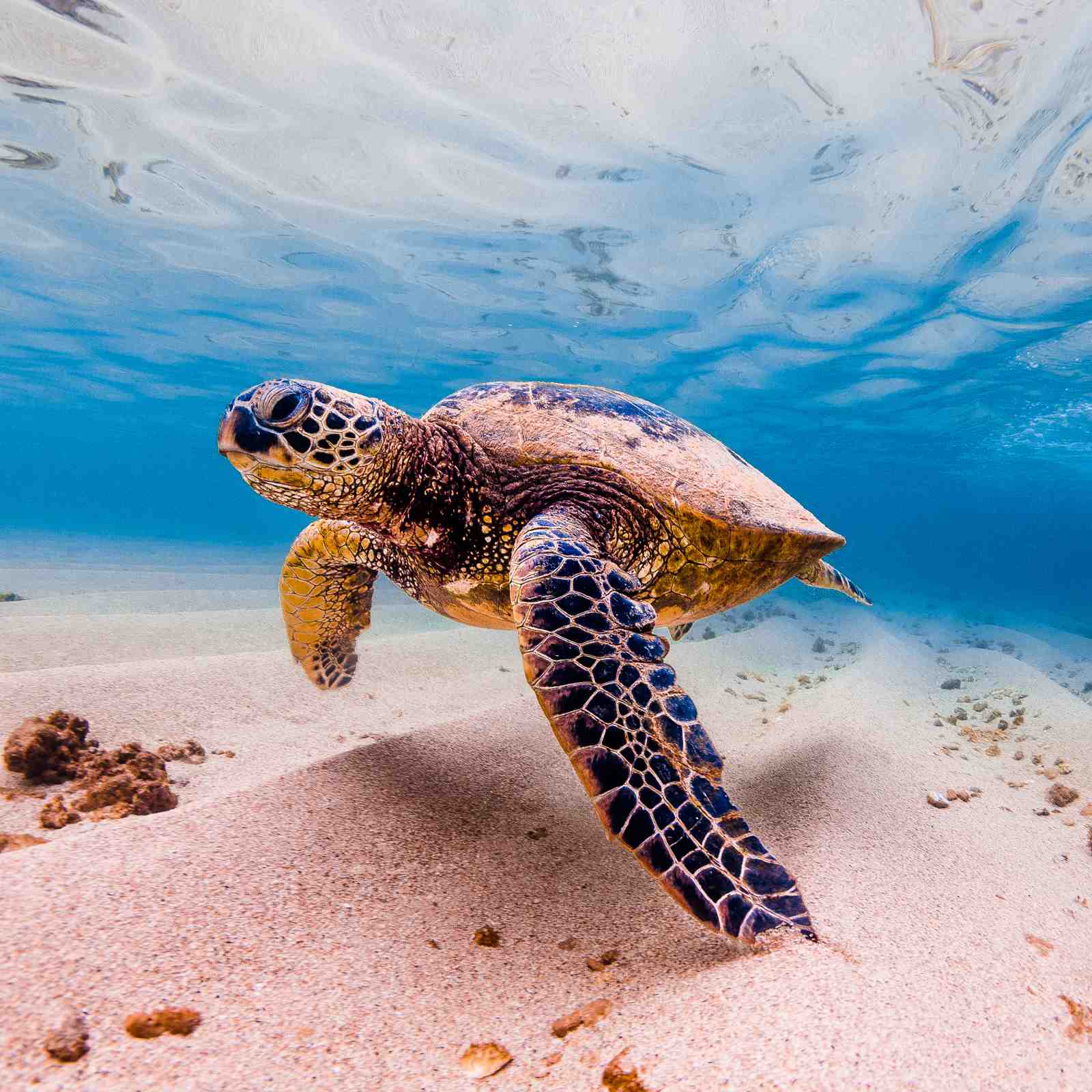 Majestic Sea Turtle Ocean Serenity Wall Art