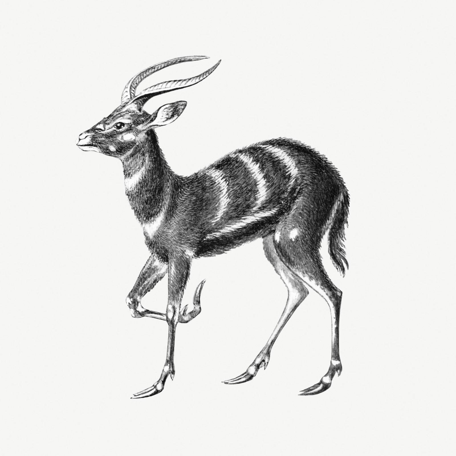 Elegant Nyala Antelope Vintage Sketch Wall Art