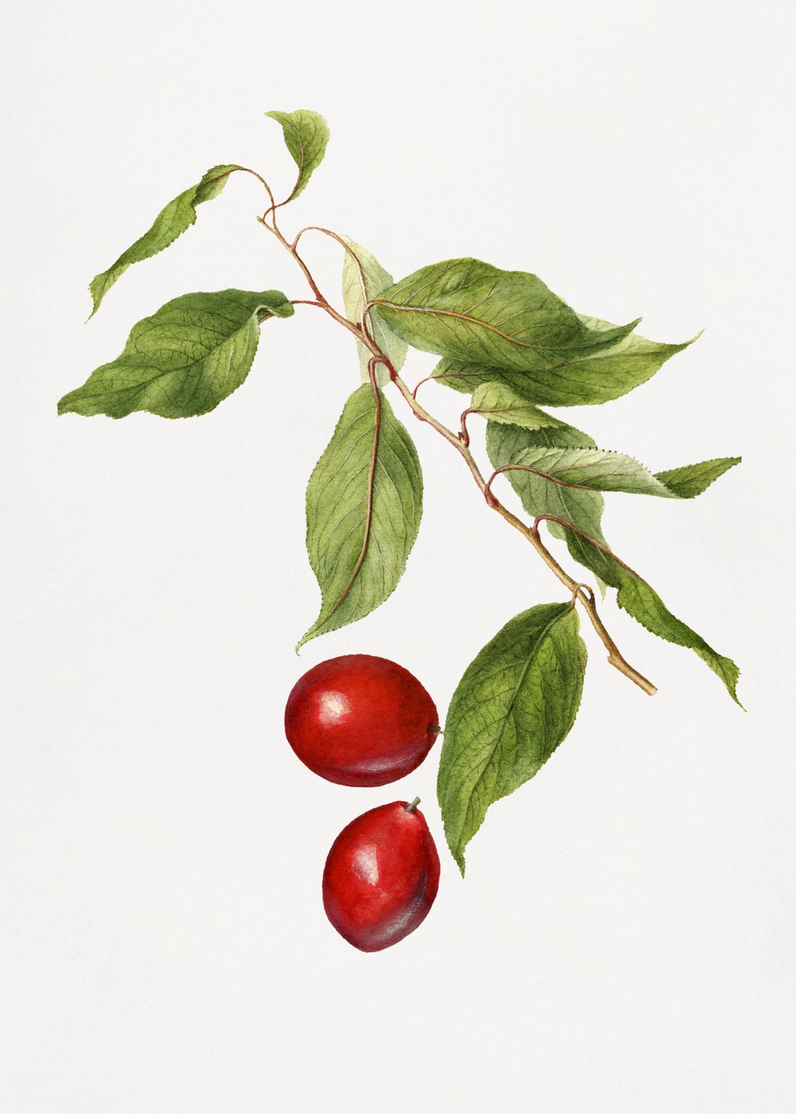 Vibrant Red Berries Botanical Art Wall Art