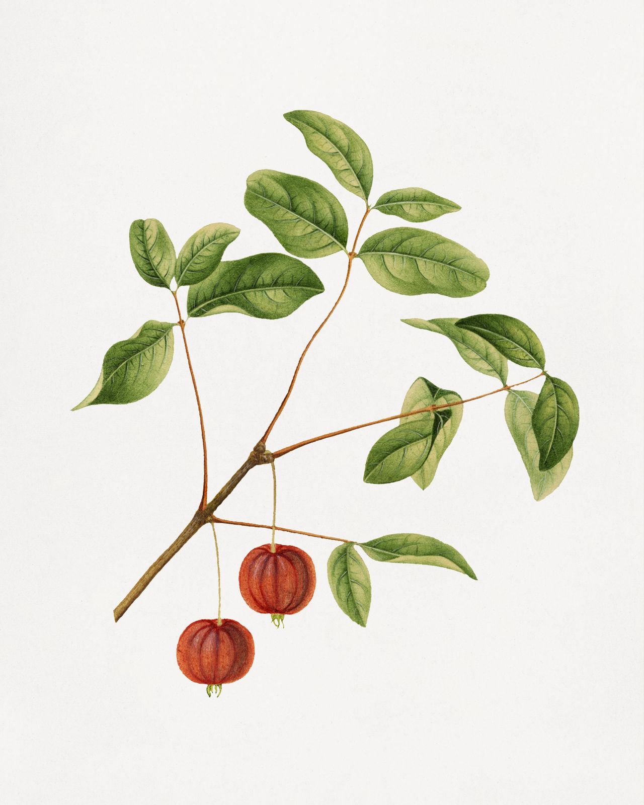 Botanical Red Fruit & Green Leaves Wall Art