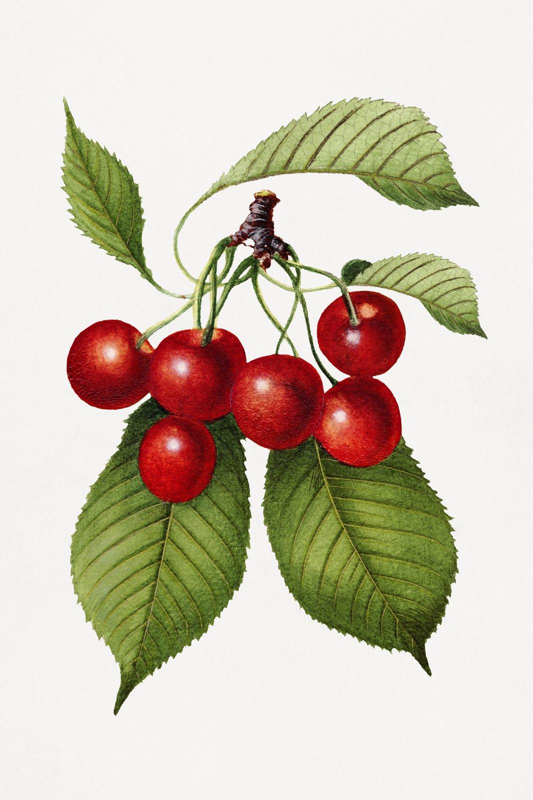 Vintage Cherry Botanical Art Wall Art