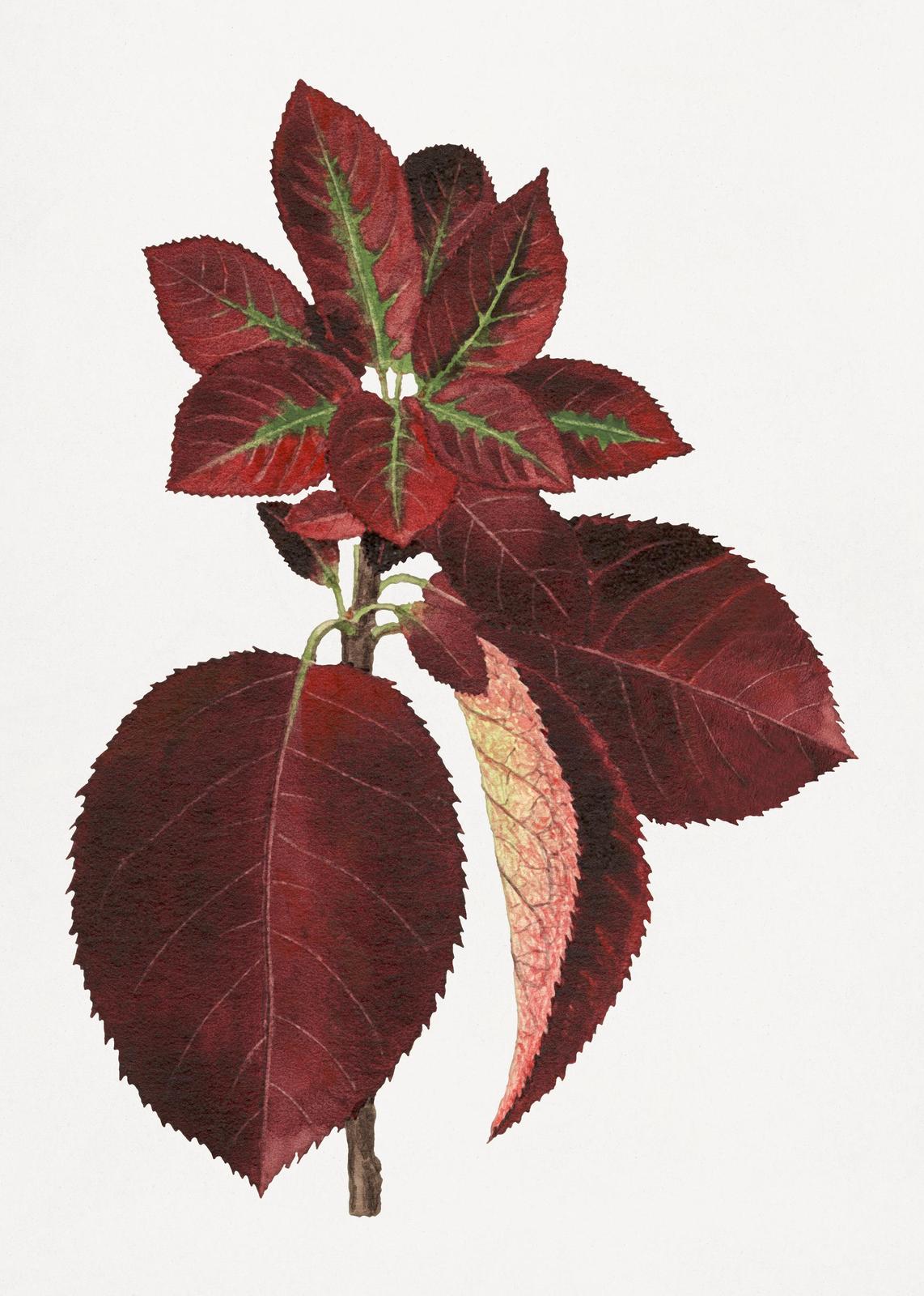 Deep Red Botanical Leaves Wall Art