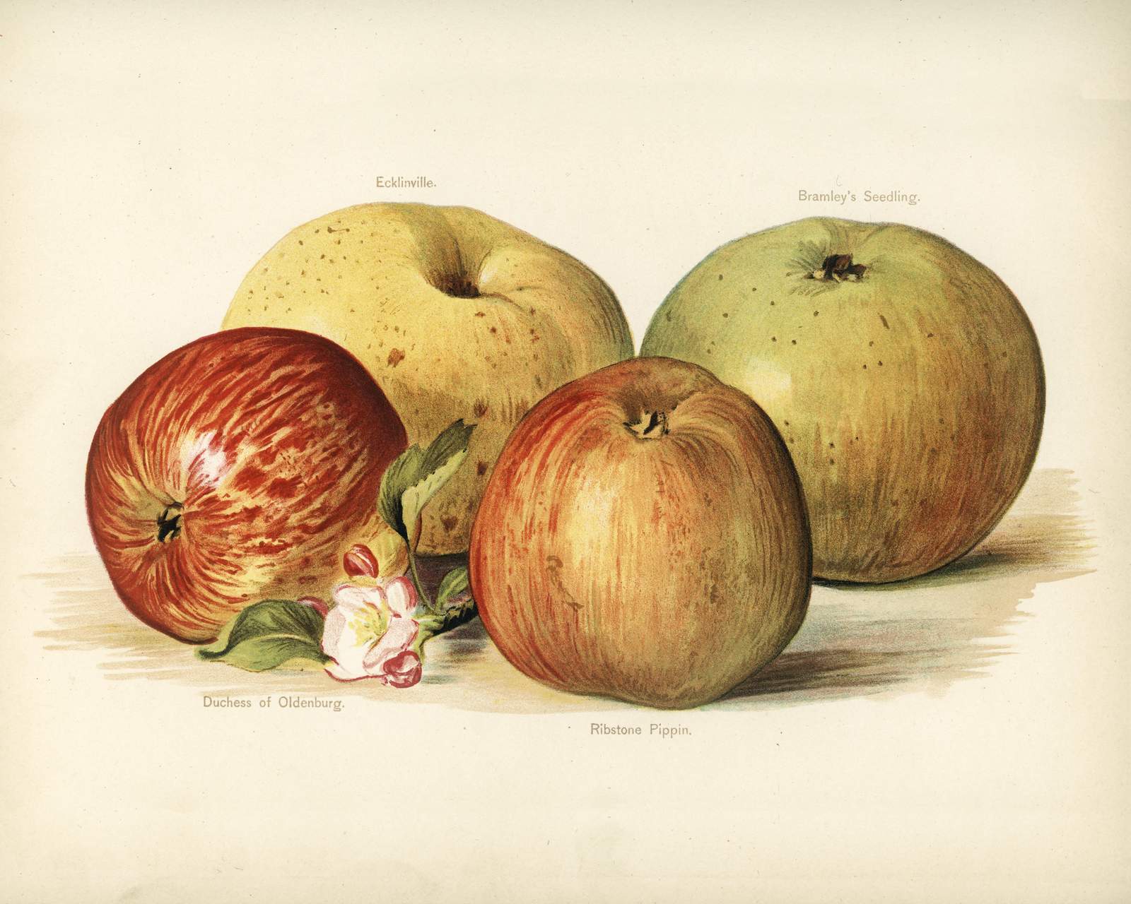 Vintage Apple Study Wall Art