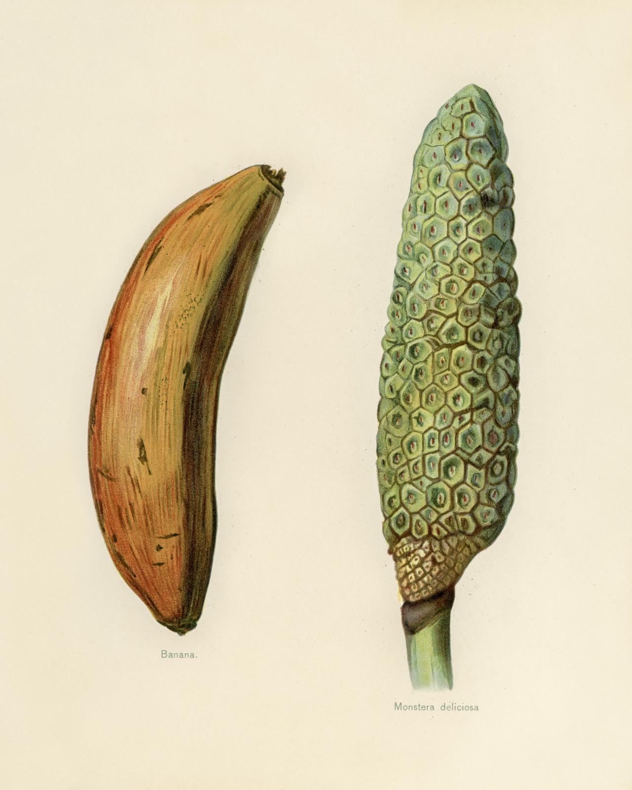 Botanical Banana & Monstera Deliciosa Wall Art