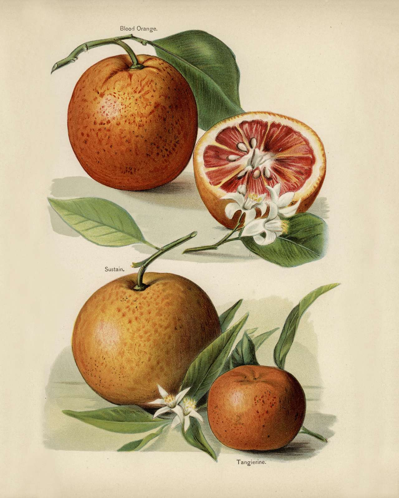 Vintage Citrus Blood Orange & Tangerine Wall Art