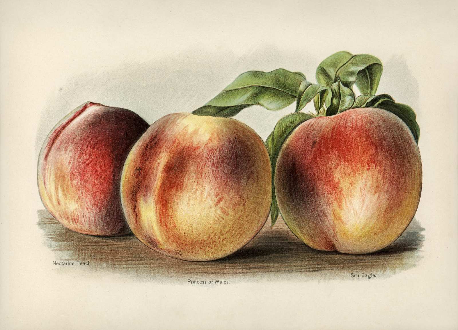 Vintage Fruit Botanical Peach Wall Art