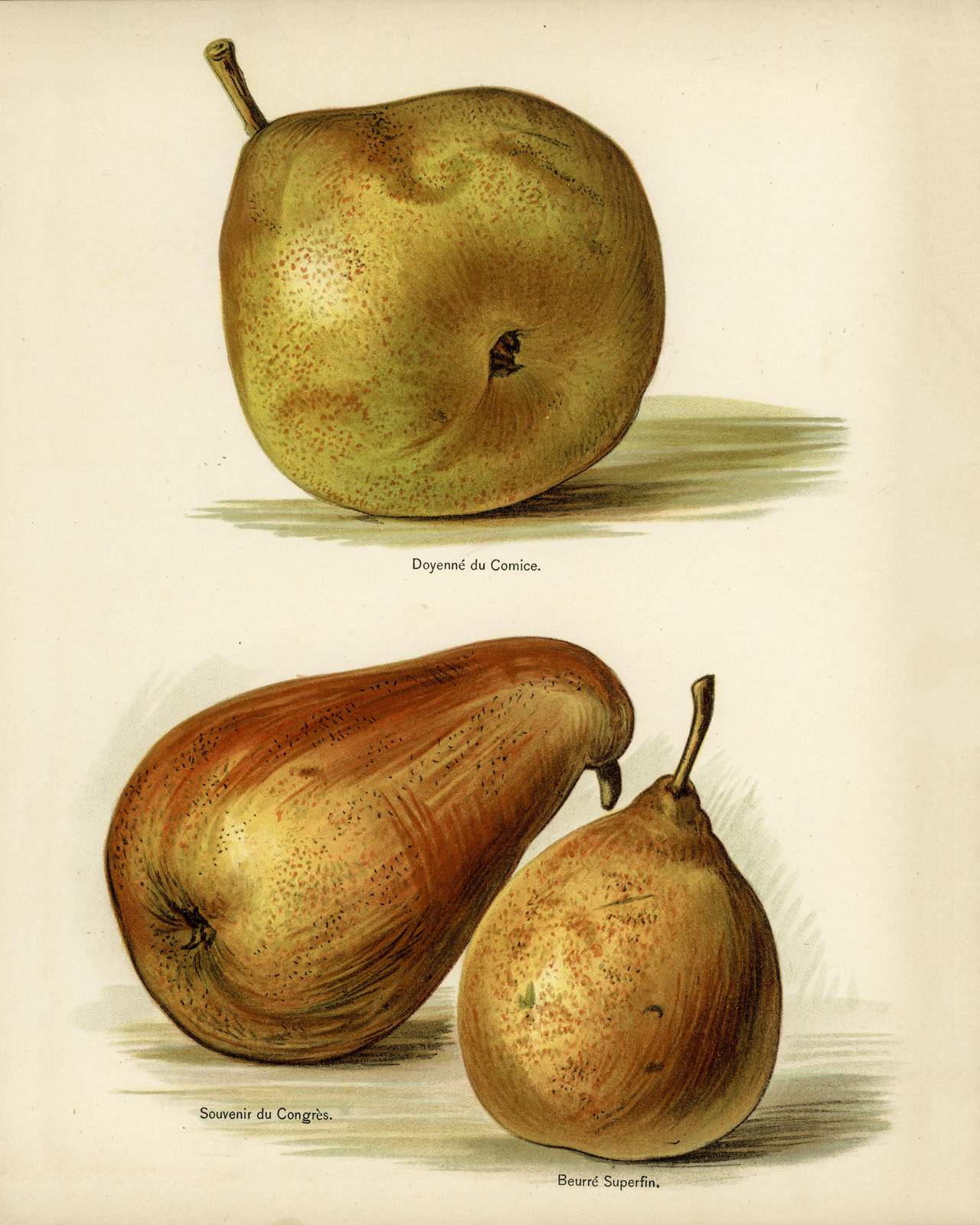Vintage Pear Botanical Art Wall Art