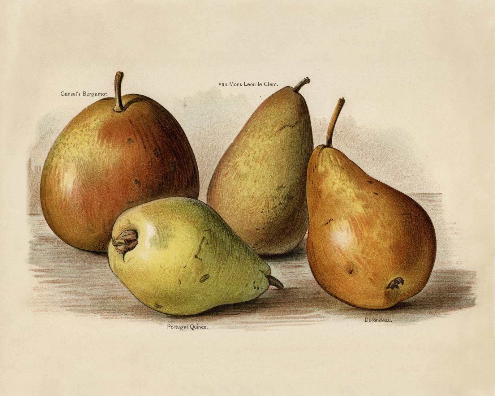 Vintage Pear Varieties Wall Art - Botanical Art