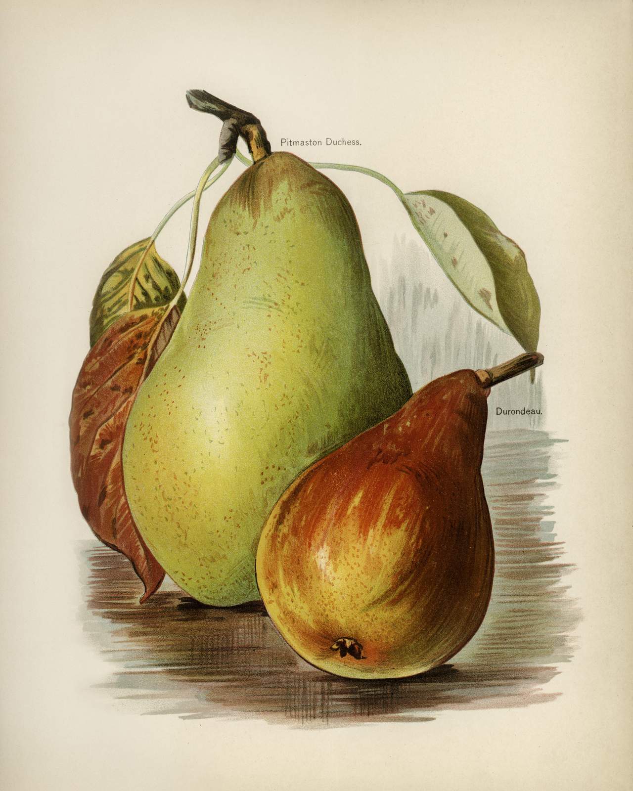 Vintage Pear Botanical Art Wall Art