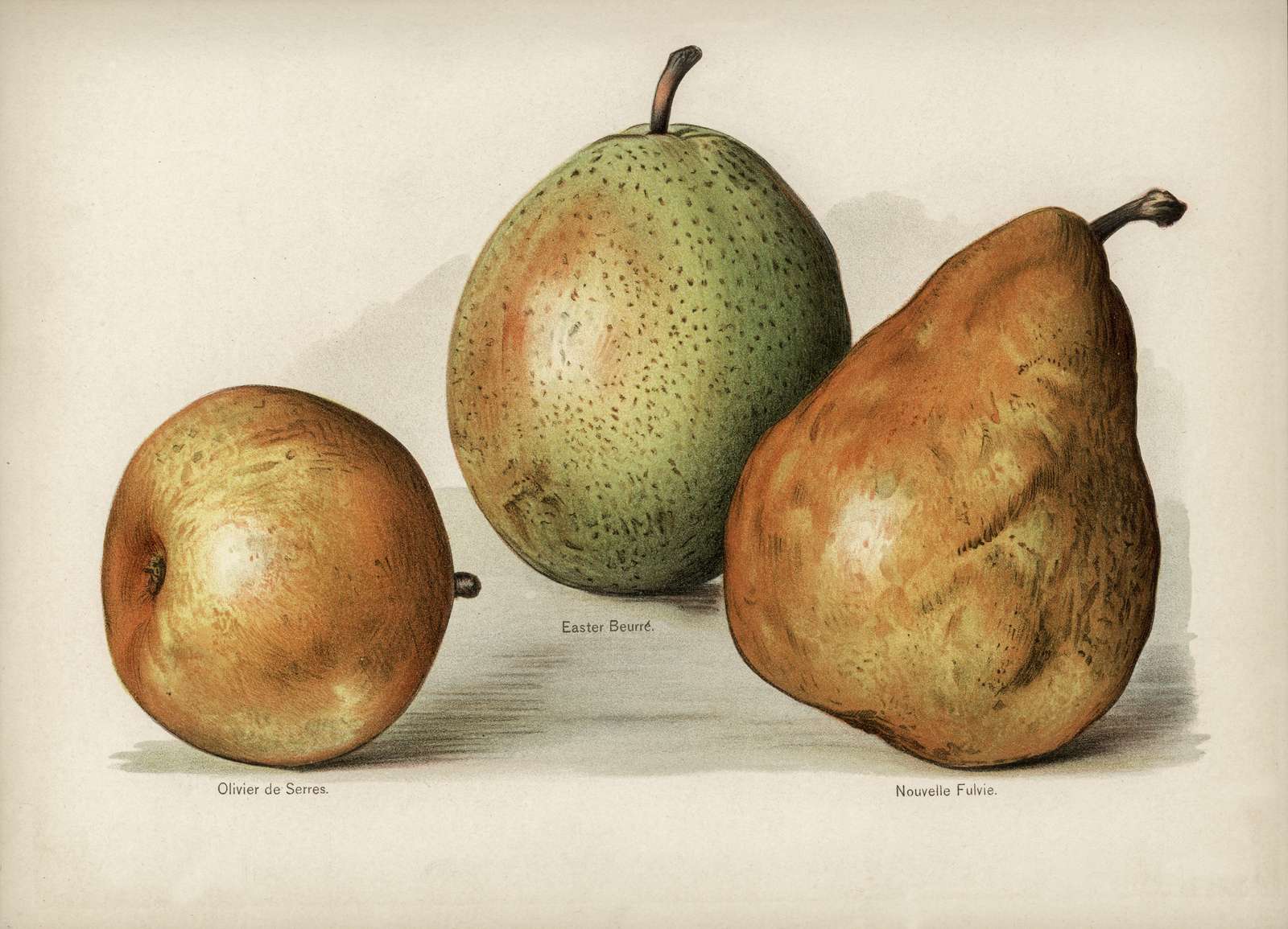 Vintage Pear Botanical Art Wall Art