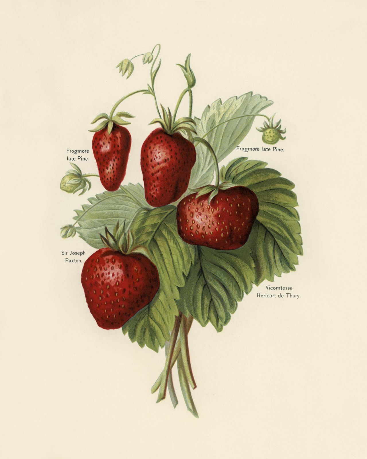 Vintage Strawberry Botanical Art Wall Art