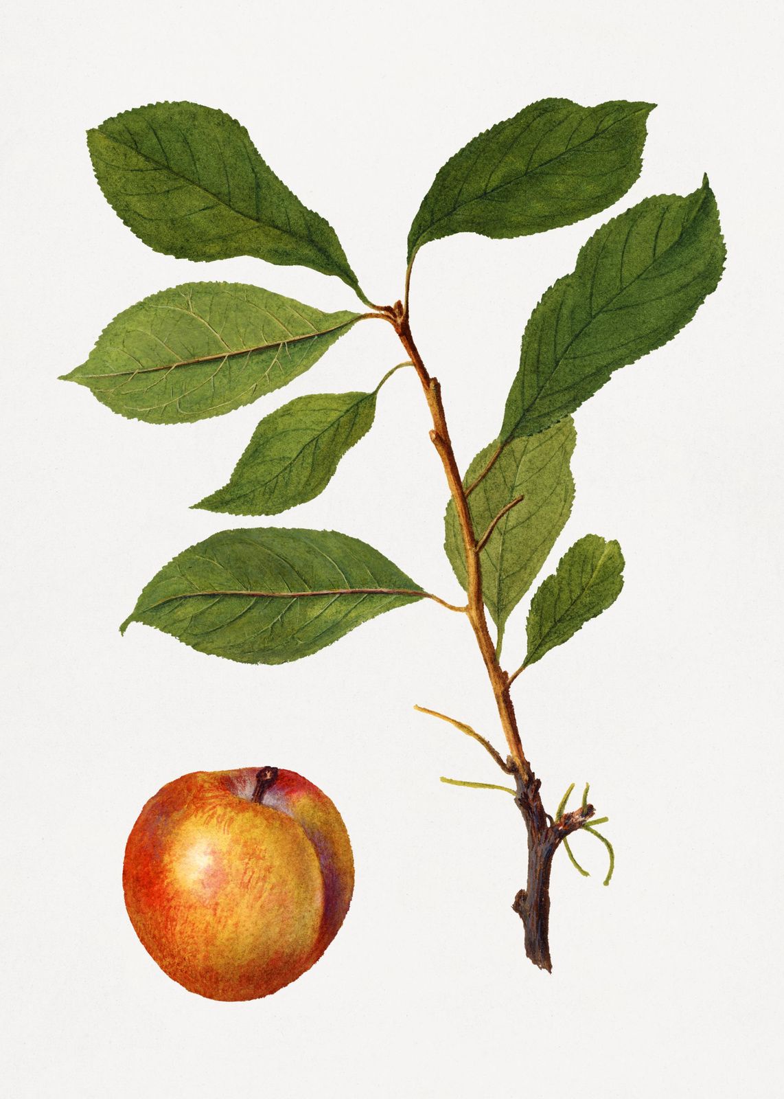 Vintage Botanical Apple & Branch Wall Art