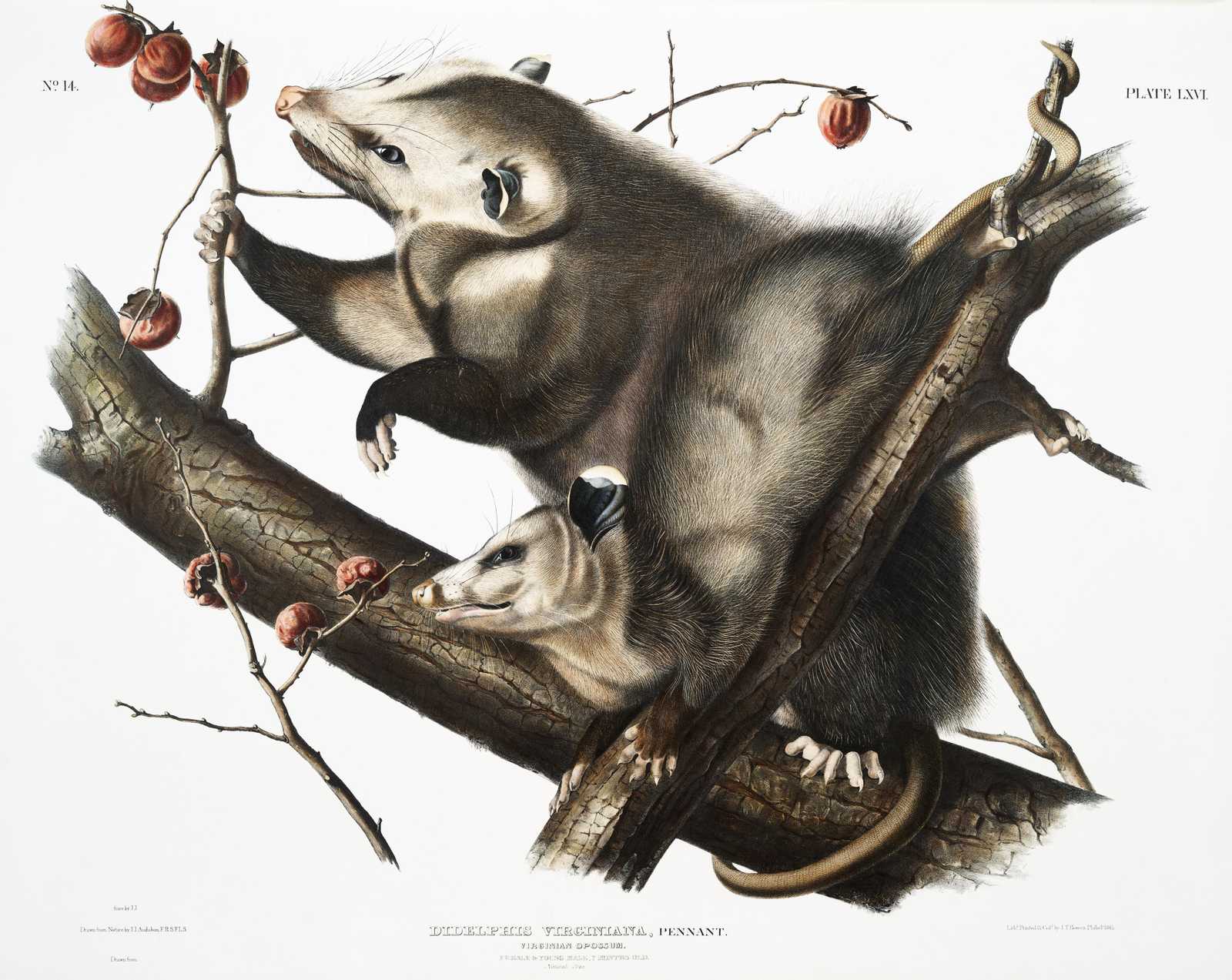 Vintage Opossum & Snake Art Wall Art