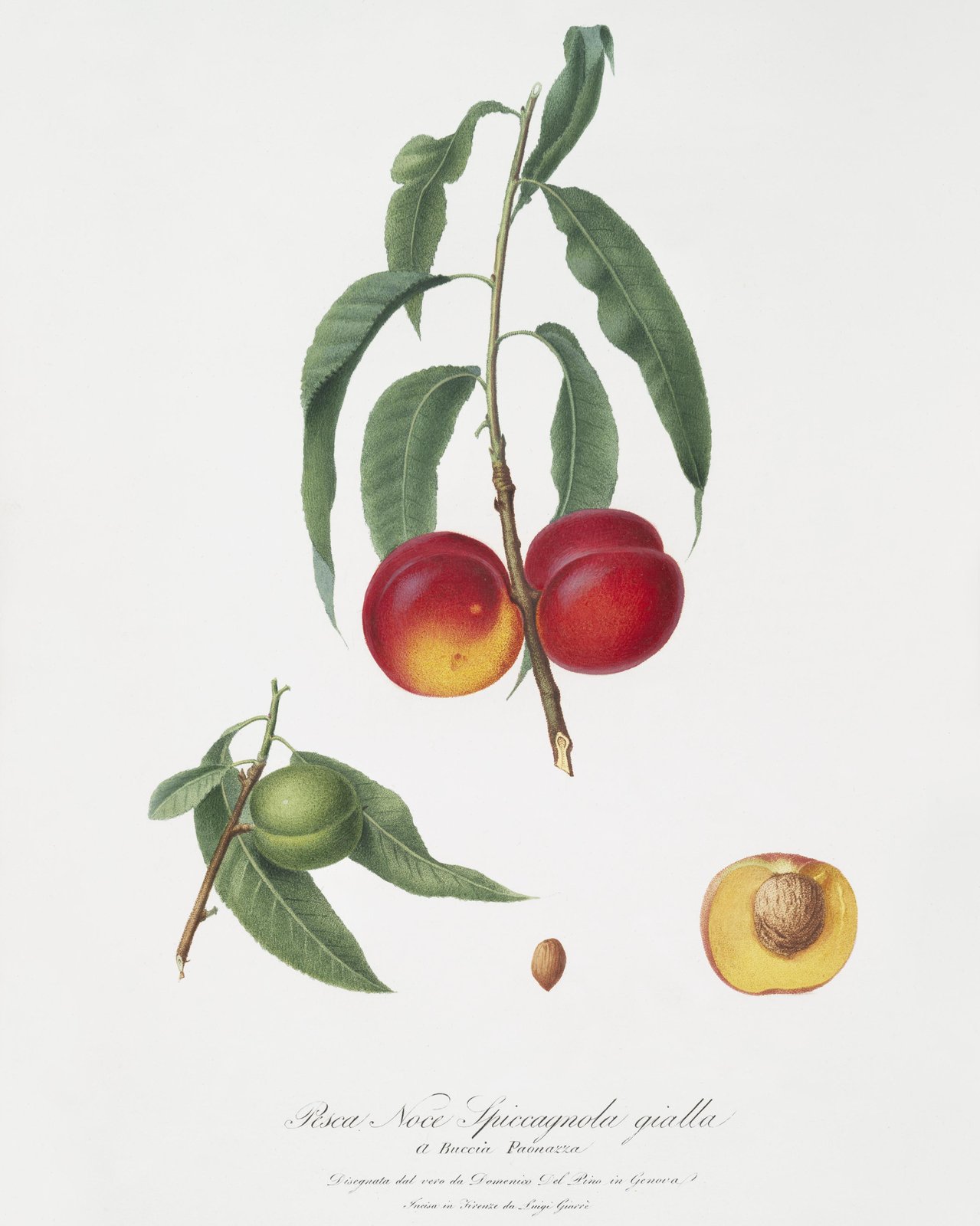 Vintage Peach Botanical Art Wall Art