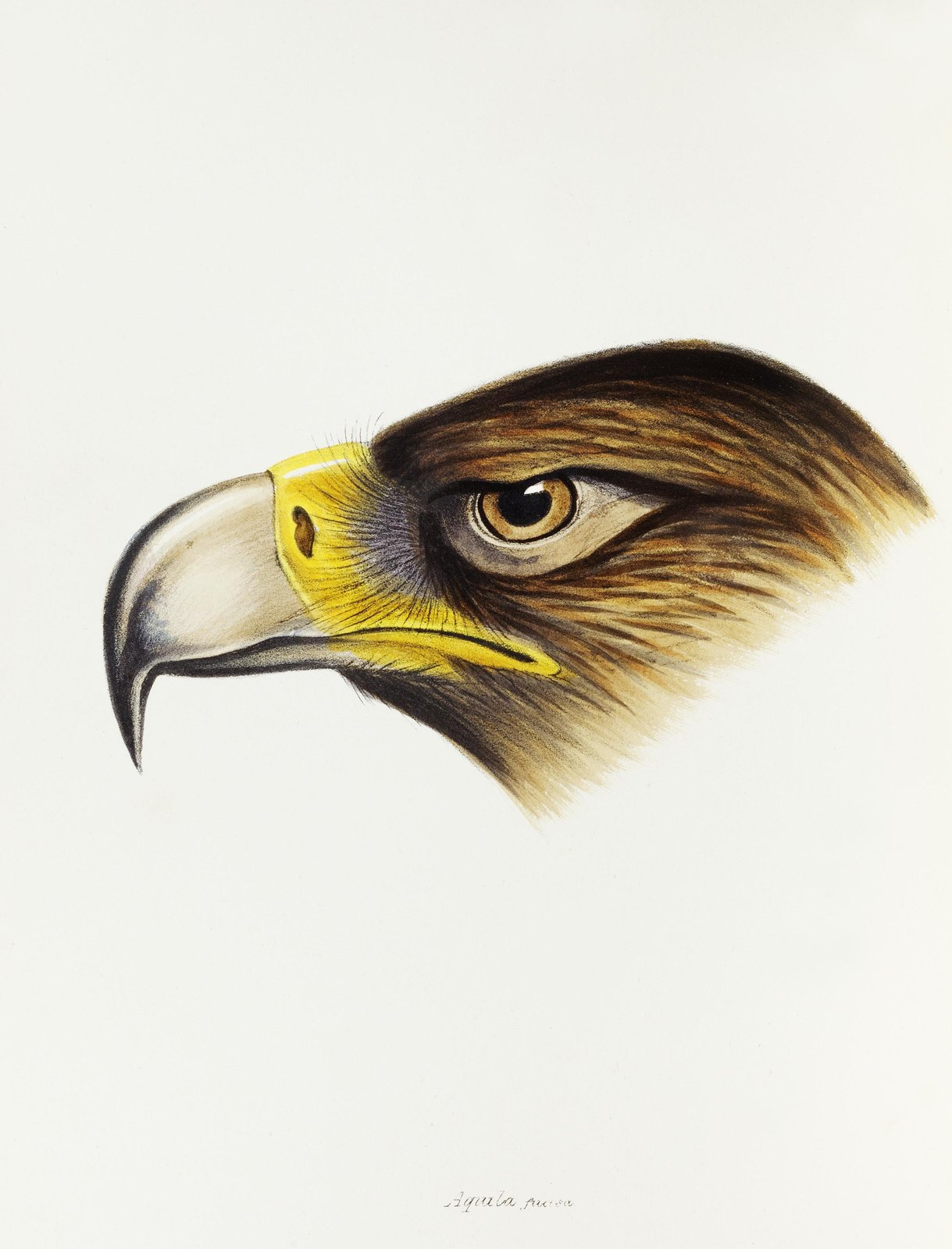 Majestic Eagle Portrait Wall Art