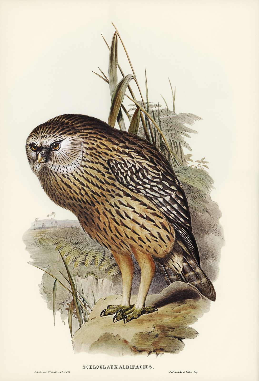 Majestic Owl Nature Art Wall Art