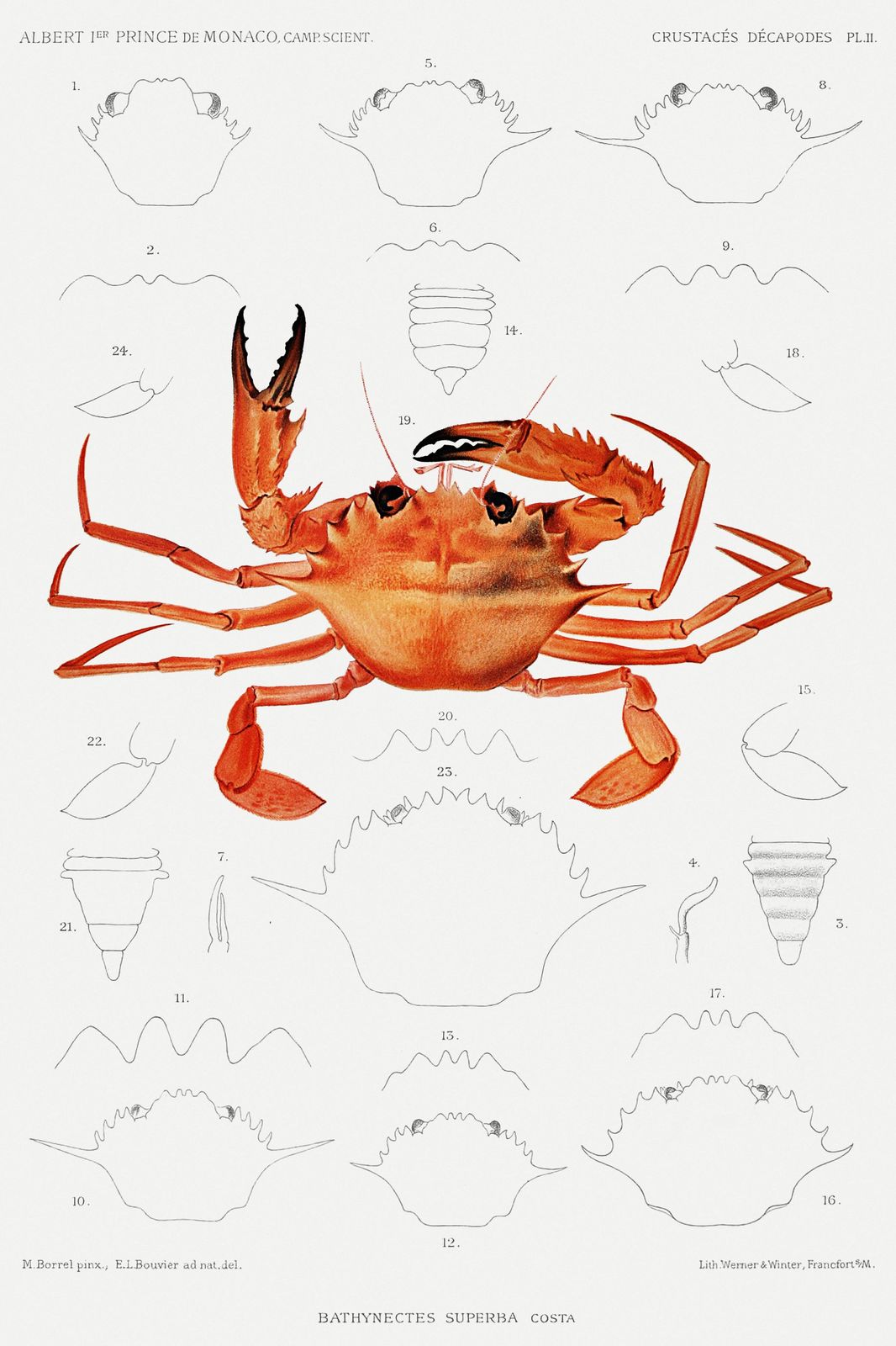 Vintage Crab Anatomy Scientific Illustration Wall Art
