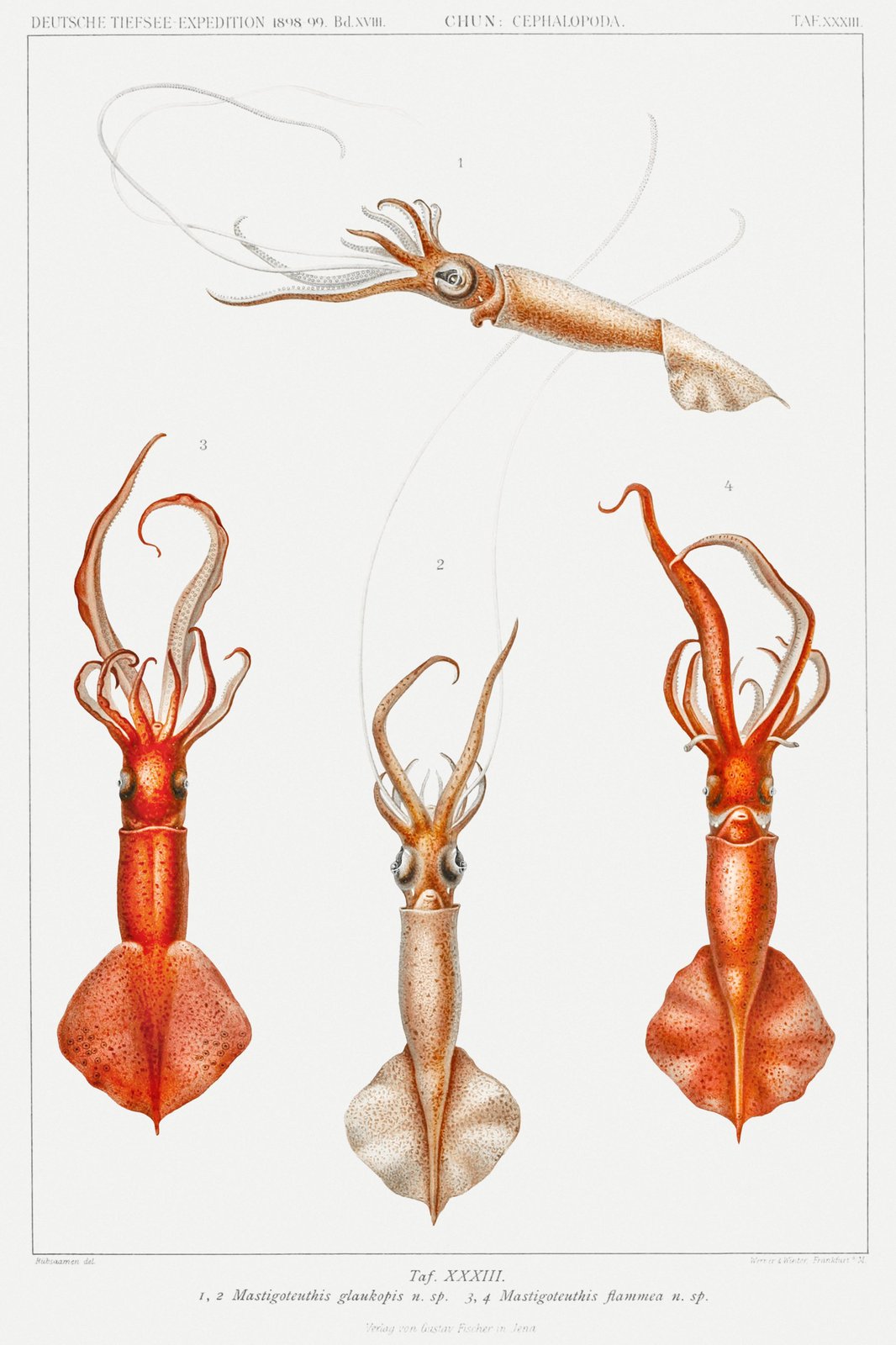 Vintage Squid Marine Biology Wall Art Wall Art