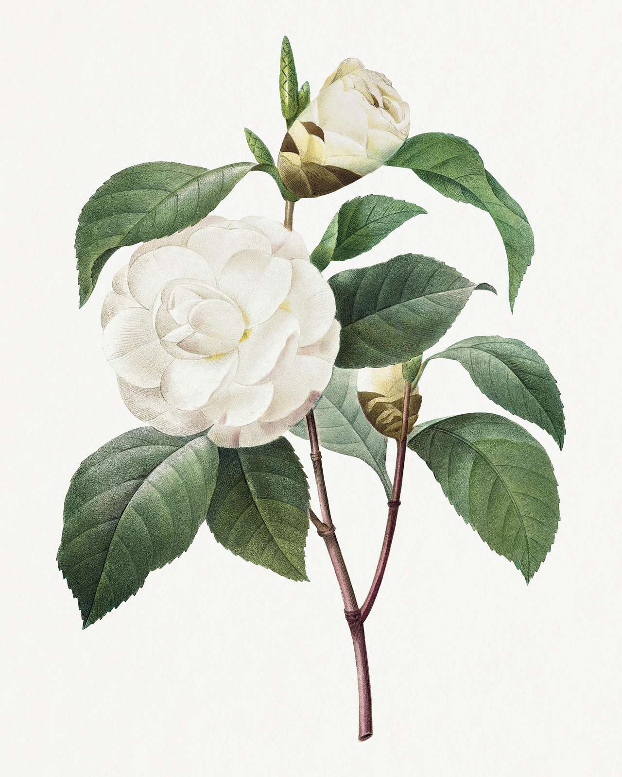 Elegant White Camellia Botanical Art Wall Art