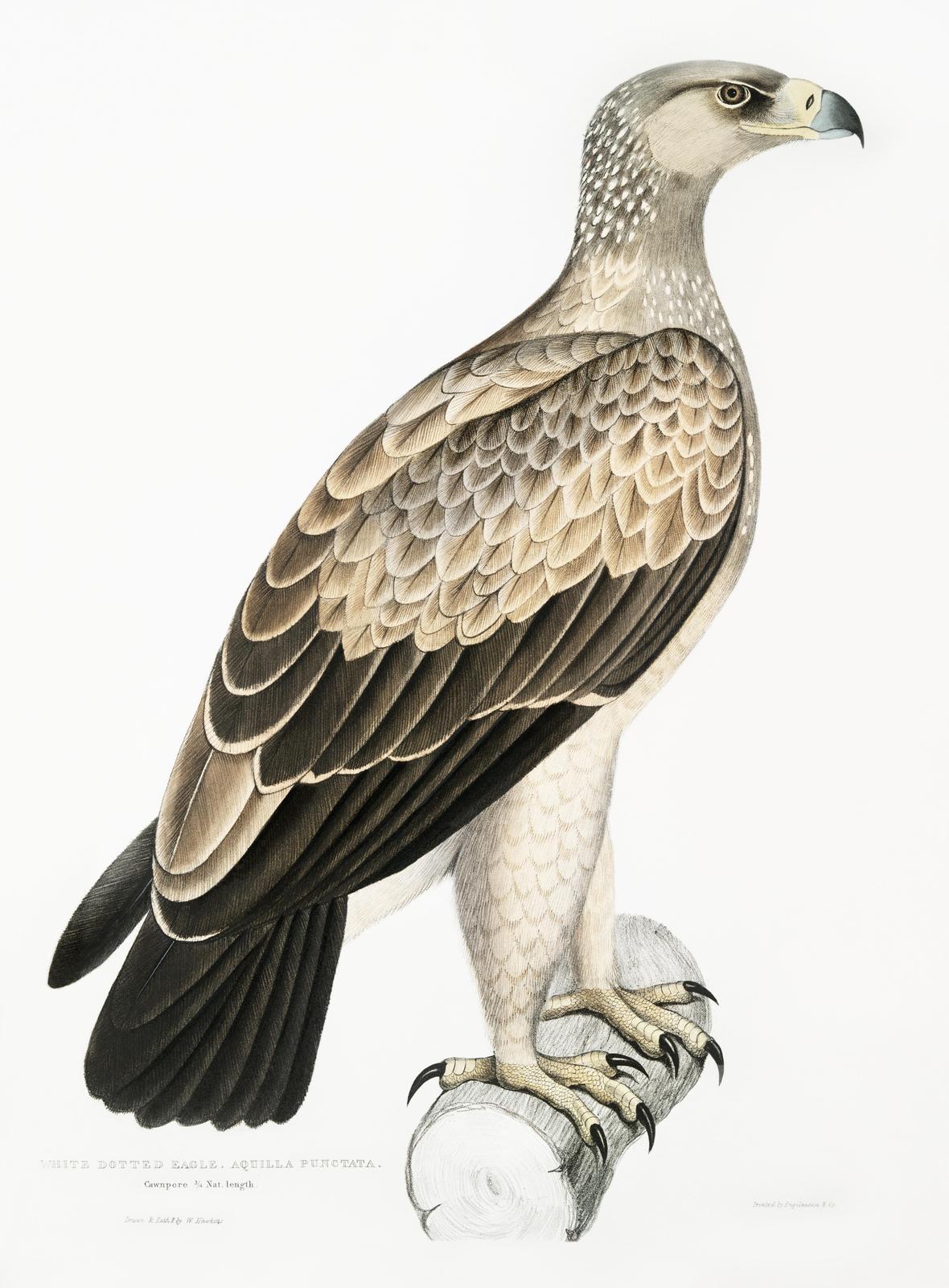 Majestic Eagle Vintage Wildlife Wall Art