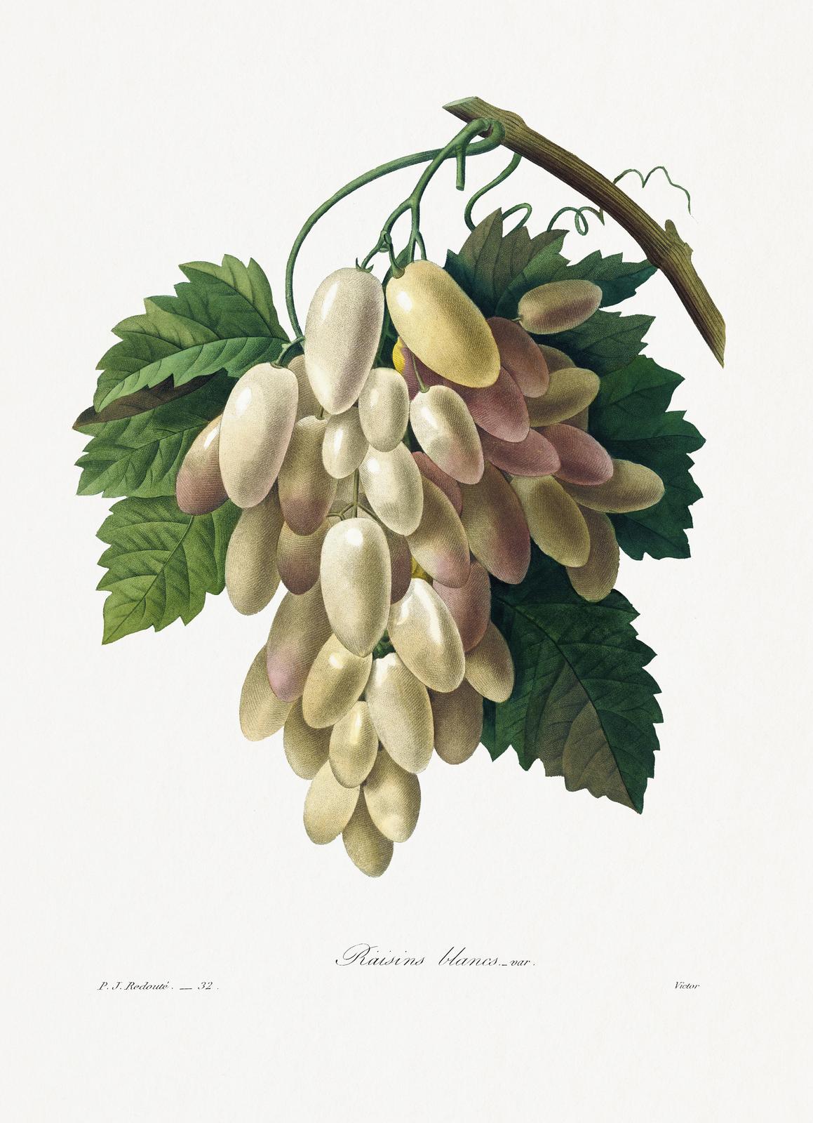 Vintage White Grapes Botanical Art Wall Art