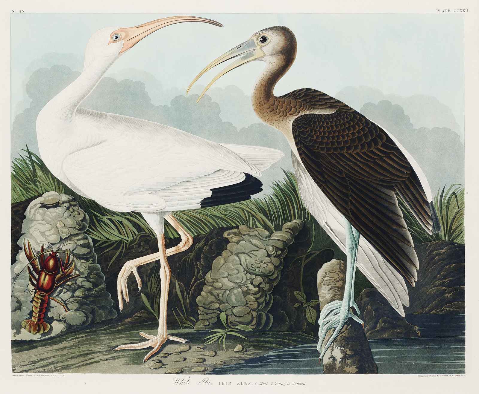 Audubon White Ibis & Young Wall Art