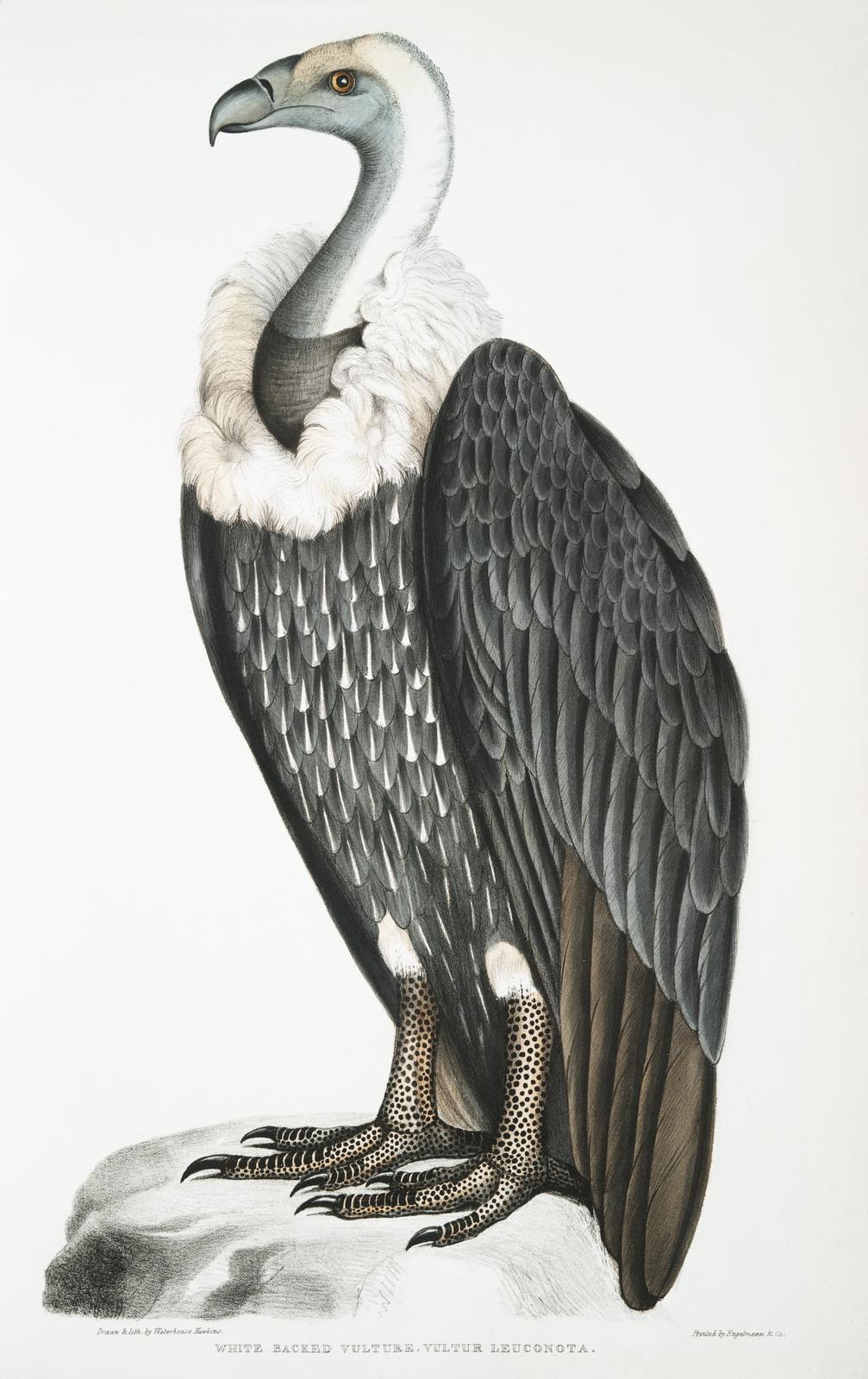 Vulture Bird Vintage Scientific Illustration Wall Art