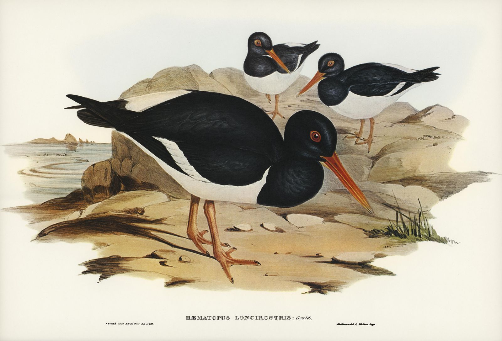 Vintage Oystercatchers Coastal Art Wall Art
