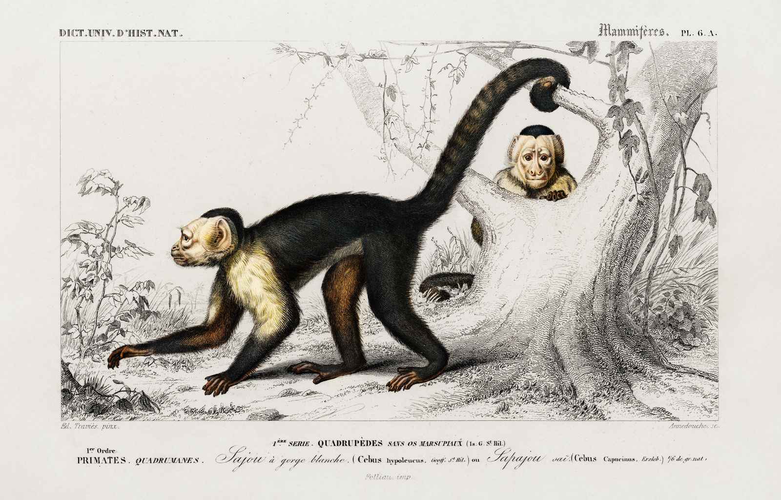 Vintage Capuchin Monkey Nature Print Canvas