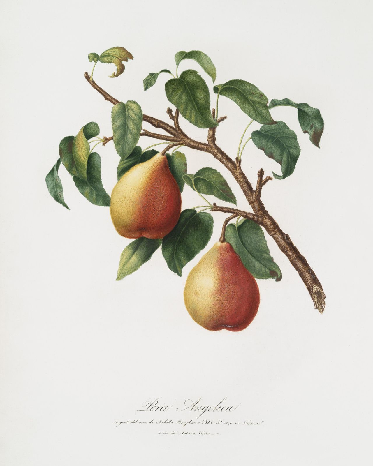 Vintage Pear Botanical Art Wall Art